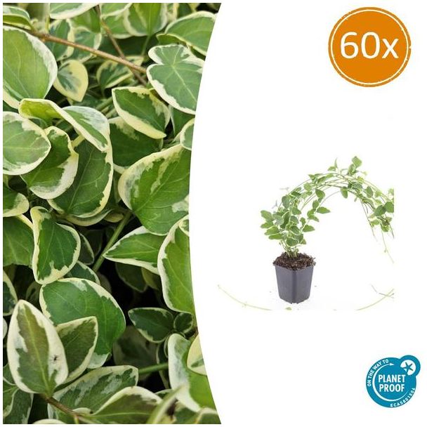 60 Stuks Maagdenpalm Variegata, Bont Blad, Stervormige Blauwviolette Bloemen, Bodembedekker,  Vinca major  - ↕10-25cm - Ø9cm
