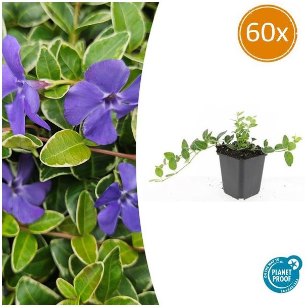 60 Stuks MaagdenPalm Argenteovariegata, Groen Blad met Zilver/Witte Rand, Blauwe Bloemen, Bodembdekker, Vinca minor  - ↕10-25cm - Ø9cm