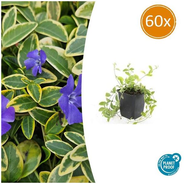 60 Stuks,MaagdenPalm, Blad met GoudGele Rand, Paarse Bloemen, Bodembedekker, Vinca minor  Aureovariegata  - ↕10-25cm - Ø9cm
