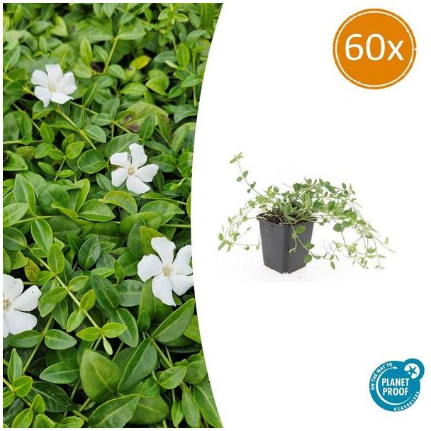 60 Stuks Maagdenpalm Gertrude Jekyll, Mooi Wit Stervormige Bloemen, Bodembedekker, Vinca minor  - ↕10-25cm - Ø9cm