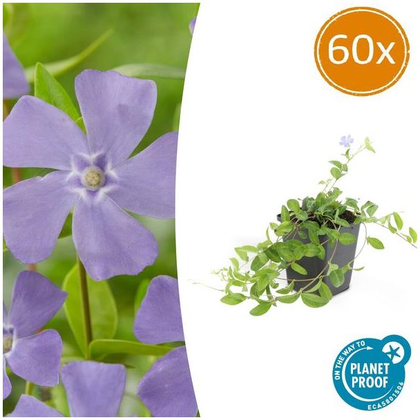 60 Stuks Maagdenpalm, Schaduwrijke Plant, Bloem kleur Helder Blauw-Paars,Bodembedekker, Vinca minor 'La Grave'
