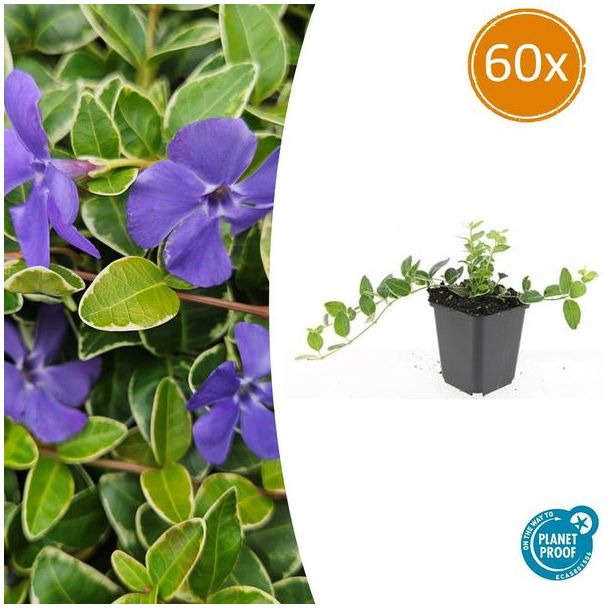 60 Stuks  Maagdenpalm, Lichtblauwe Stervormige Bloemen, Bodembedekker, Vinca minor  Ralph Shugert  - ↕10-25cm - Ø9cm