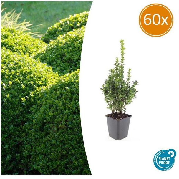 60x Buxus Sempervirens - de gewone buxus, winterharde haag  ↕10-25cm - Ø9cm