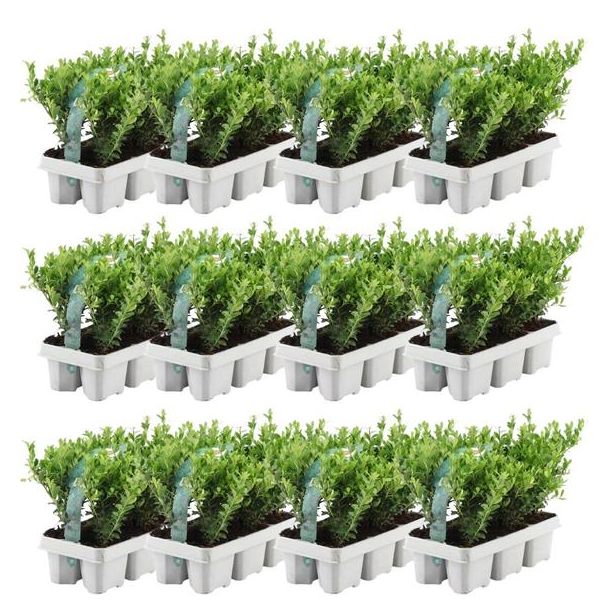 12 x 6 pack Ilex crenata  Jenny  - Ø7 cm - ↕15 cm