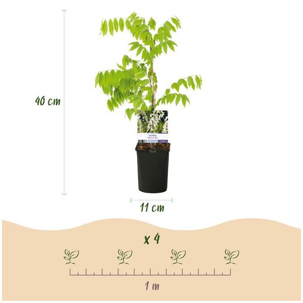 Beeld