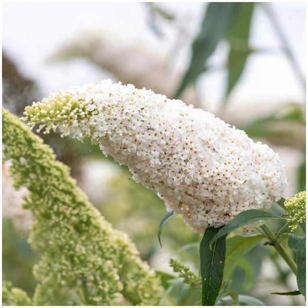 Beeld