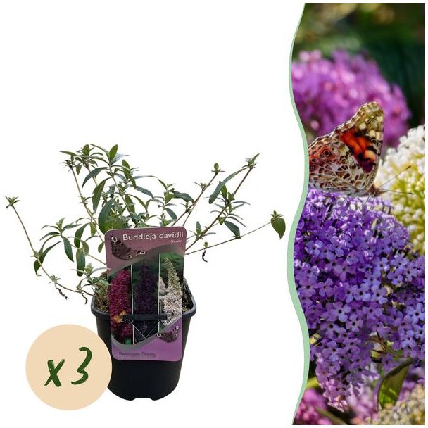 Green boutiQ - Vlinderstruik - Buddleja davidii Tricolour - Bloem Roze   Wit en Paars - 3 Planten - 1m2 - Bladverliezend - Vlinderlokkend -  Pot 17cm Hoogte 30cm 