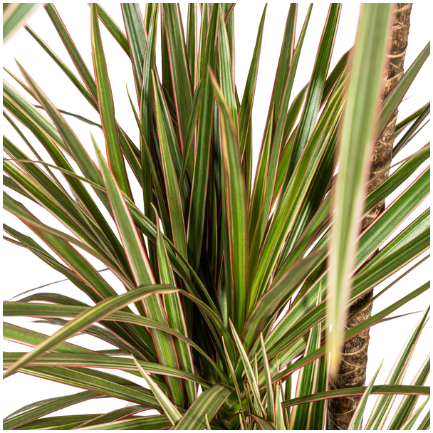 Beeld