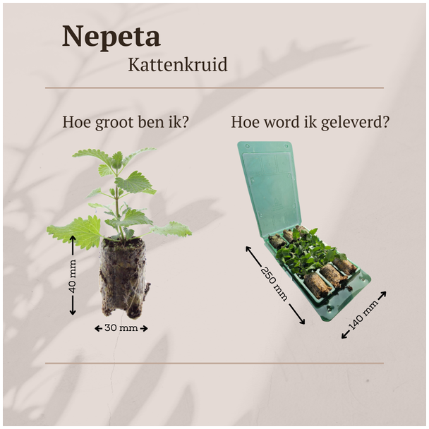 Beeld