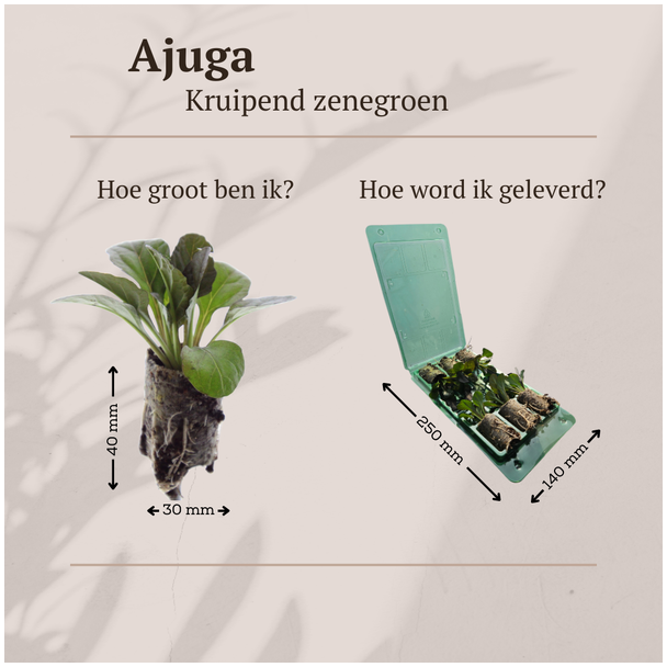 Beeld