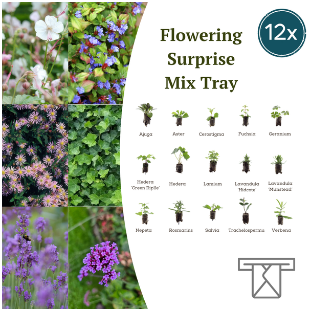 12x Plantenplezier – Ontdek de Kleurrijke Mix in Deze Verrassings-Tray! Brievenbuspost