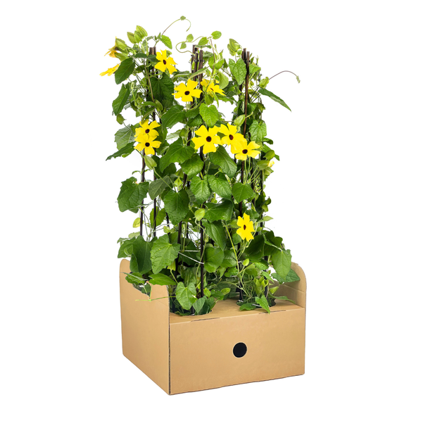 Suzanne met de mooie ogen Sunny Susy Geel - Set van 4 stuks - Ø13 cm - ↕60 cm Thunbergia alata Sunny Susy Yellow
