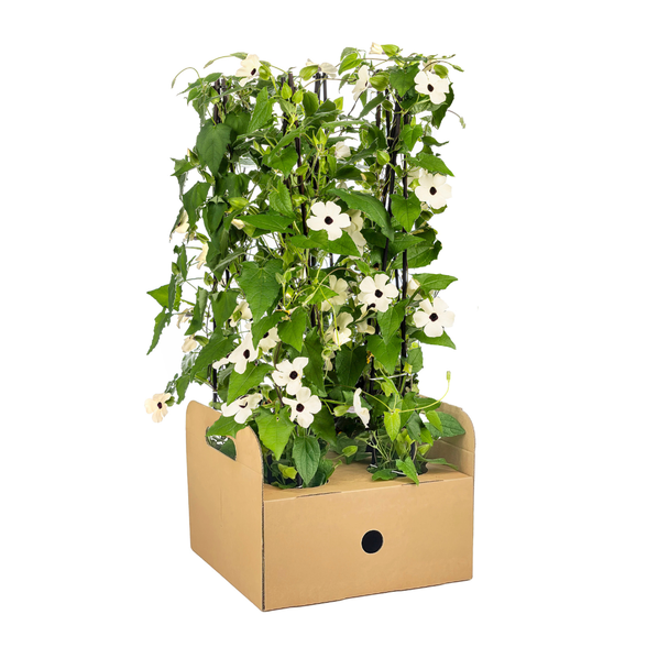 Suzanne met de mooie ogen Sunny Susy Wit - Set van 4 stuks - Ø13 cm - ↕60 cm Thunbergia alata Sunny Susy White