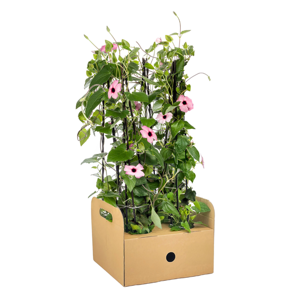 Suzanne met de mooie ogen Sunny Susy Roze - Set van 4 stuks - Ø13 cm - ↕60 cm Thunbergia alata Sunny Susy Rose