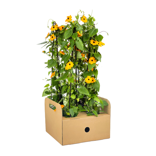 Suzanne met de mooie ogen Sunny Susy Oranje - Set van 4 stuks - Ø13 cm - ↕60 cm Thunbergia alata Sunny Susy New Orange