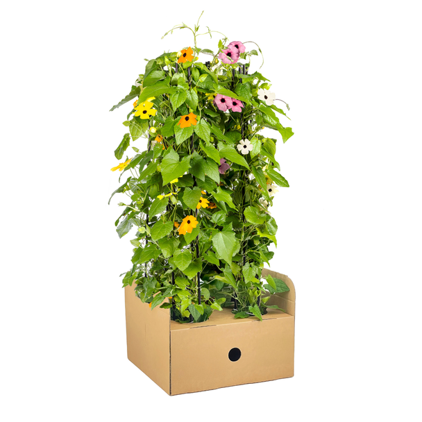 Suzanne met de mooie ogen Sunny Susy Mix - Set van 4 stuks met veschillende kleuren - Ø13 cm - ↕60 cm Thunbergia alata Sunny Susy mix