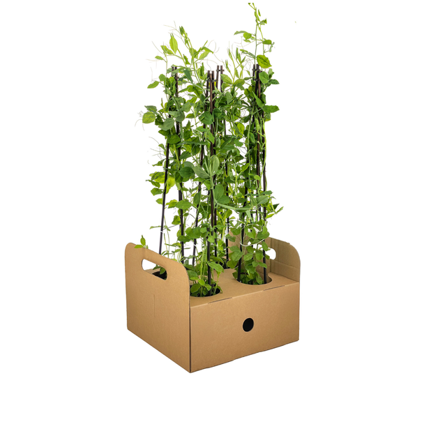4x Lathyrus odoratus Ø13 cm - ↕60 cm