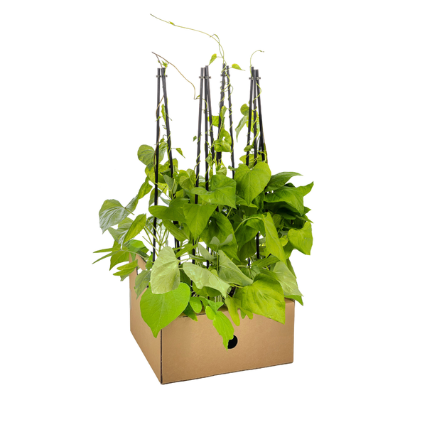 4x Ipomoea tricolor Heavenly Blue Ø13 cm - ↕60 cm