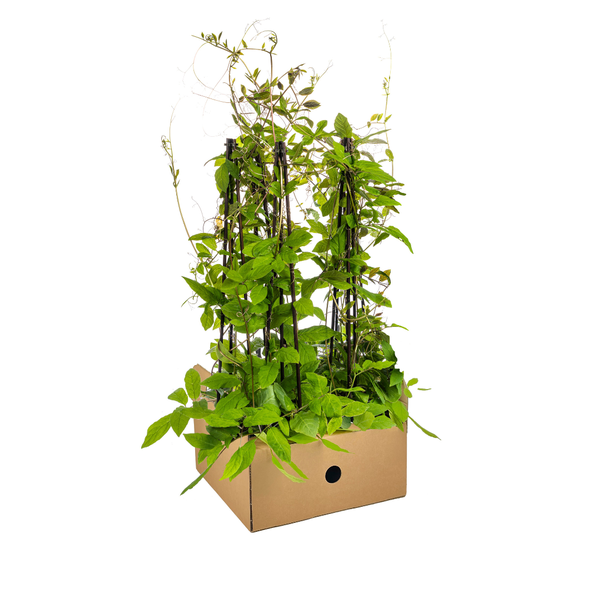 Violet Blauwe Klimklokje VioletBlauwe Bloemen, Eenjarige Klimplant, Cobea scandens Violet Blue Ø13 cm - ↕60 cm