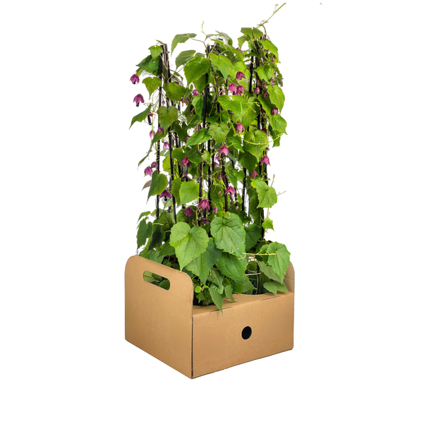 4 stuks Paarse Klokjesbloem, Exotische Klimplant, Kuipplant, eenjarige plant,  Rhodochiton atrosanguineum Purple Bells Ø13 cm - ↕60 cm