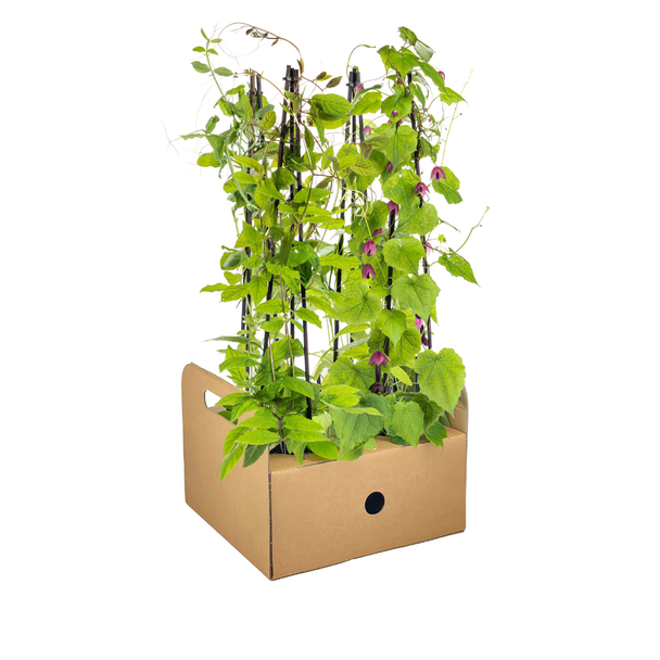 4 betoverende soorten in één set, namelijk 1x Paars Klokjesbloem, 1x Klimklokje, 1x Siererwt, Ochtend Glory, Klimplanten, Ø13 cm - ↕60 cm