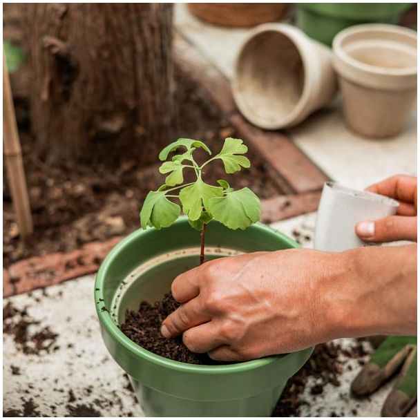 Levensboom Brievenbuscadeau – Ginkgo Biloba