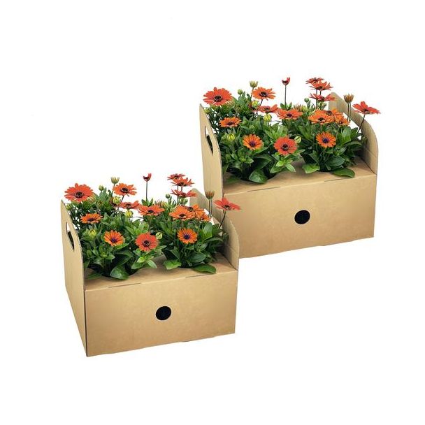 8 Stuks Afrikaanse Magriet of KapMagriet, Kleur Oranje, Eenjarige Plant, Osteospermum ecklonis Orange Ø12 cm - ↕20 cm