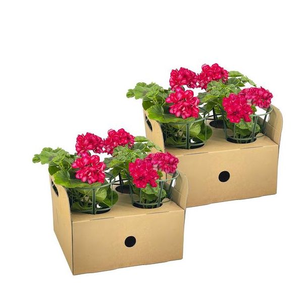 8 stuks HangGeranium of ook wel ZuilGeranium genoemd, Tros Bloemen, Kleur Mexica Ruby.,Terrasplant, Balkons, Eenjarige plant, Pelargonium peltatum Mexica Ruby Ø12 cm - ↕20 cm