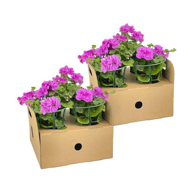 8 stuks HangGeranium of ook wel ZuilGeranium genoemd, Tros Bloemen, Kleur Violet.,Terrasplant, Balkons, Eenjarige plant, Pelargonium peltatum Violet Ø12 cm - ↕20 cm
