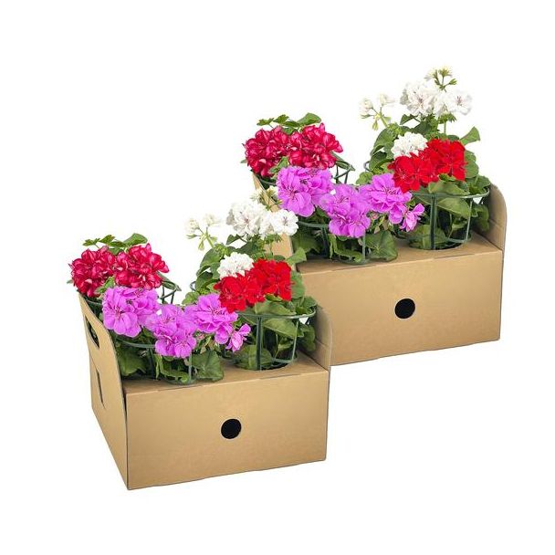 8 stuks HangGeranium of ook wel ZuilGeranium genoemd,Mooie Mix van vier kleuren Rood, Wit, Mexica Ruby en Violet.,Terrasplant, Balkons, Eenjarige plant, Pelargonium peltatum Mix Ø12 cm - ↕20 cm