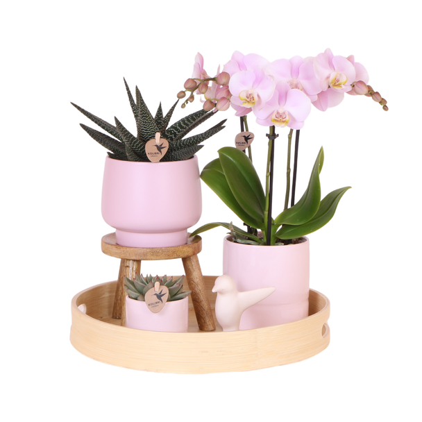 Plantenset, Prachtige Eyecatcher, Een Rose Vlinder Orchidee in Sierpot met Frisgroene Planten op een Natuurlijke Bamboe dienblad,