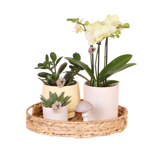 Plantenset, Prachtige Eyecatcher, Een Gele Vlinder Orchidee in Sierpot met Frisgroene Planten op een Natuurlijke Bamboe dienblad,