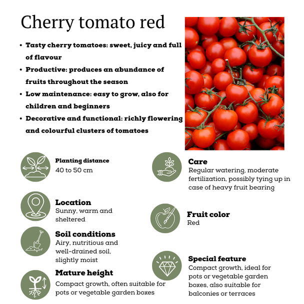 Cherry Tomaatplant, Fris, sappig en vol smaak, Moestuin, Plukgroente , Ø 14 cm - ↨ 45 cm