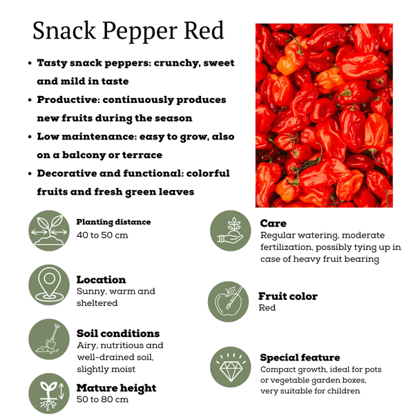 Zoet, Knapperig en Boordevol Smaak Rode Paprika Snack, Plukgroente, Moestuin,Ø 14 cm - ↨ 45 cm