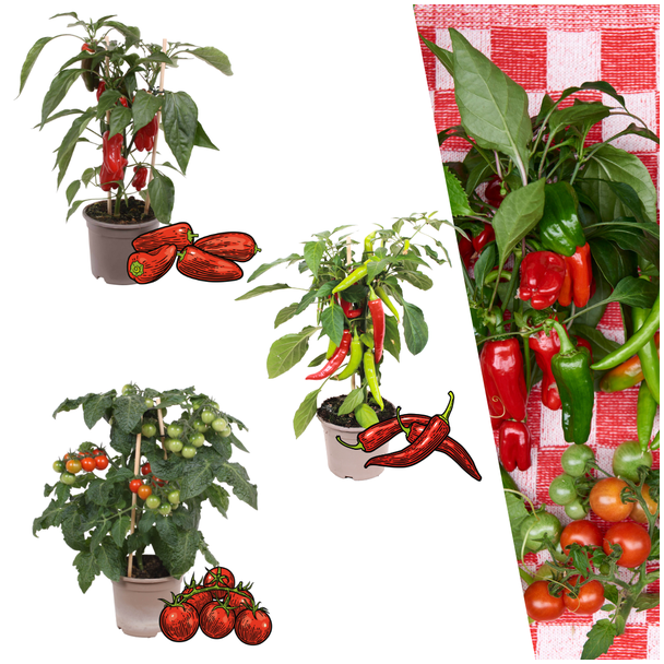 Rode Plukgroente Mix, 3 PlantenDirect eetbaar van de plant, Gezond én educatief, Ø 14 cm - ↨ 45 cm