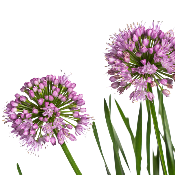 Laagblijvende tuinplant Allium Senescens Millenium - Roze bloei - ca. 55 cm hoog