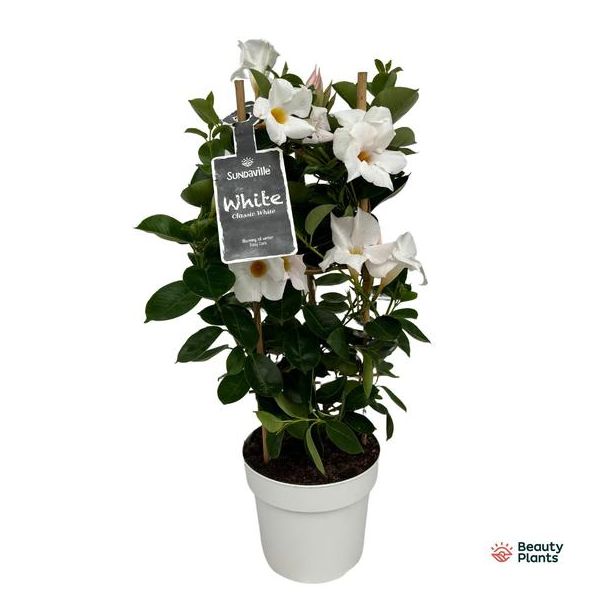 Een Mandevilla in Toren, Trompetvormige Witte Bloemen, Eenjarige Terrasplant, Mandevilla Sundaville White In Toren (Dipladenia) - Ø17cm - ↕55cm