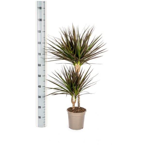 Drakenbloedboom Dracaena Marginata ‘Magenta’ – Potmaat Ø19cm – Hoogte 70-90cm – Sterke Kamerplant