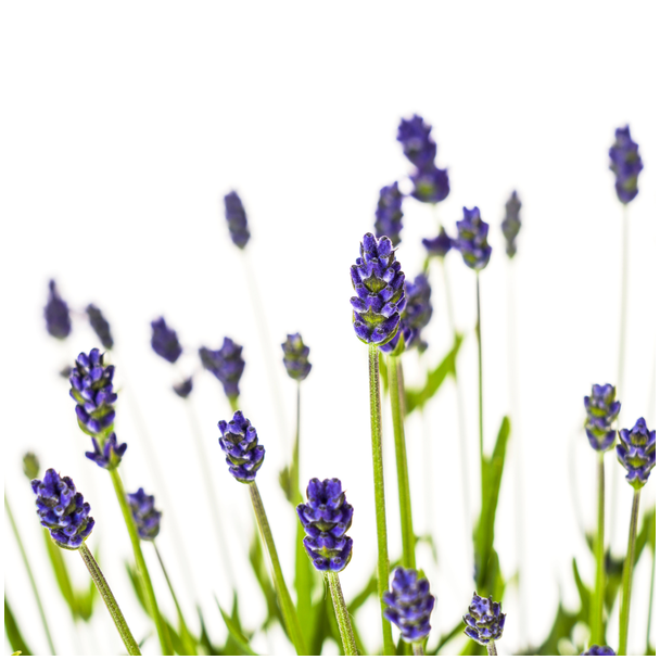 Lavendel, Paarse Bloeiaren, Vaste Plant, Mediteraine Sfeer, Lavandula Angustifolia Ø19cm - ↕40 - 50cm