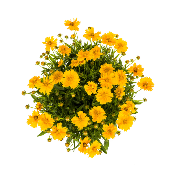 Tuinplant Meisjesogen ↕50 - 60cm, Vaste plant Coreopsis Grandiflora