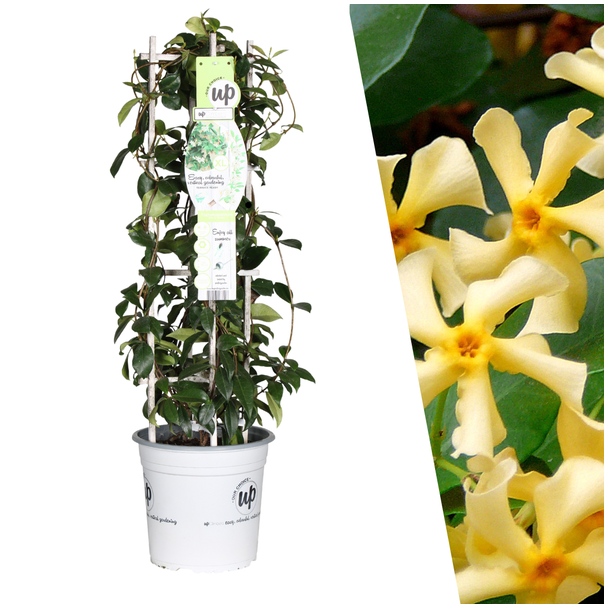 De Gele Toscaanse Jasmijn, Gele Ster, Wintergroene Klimplant, Trachelospermum asiaticum  Yellow Star  - Ø 23 cm - ↨ 75 cm