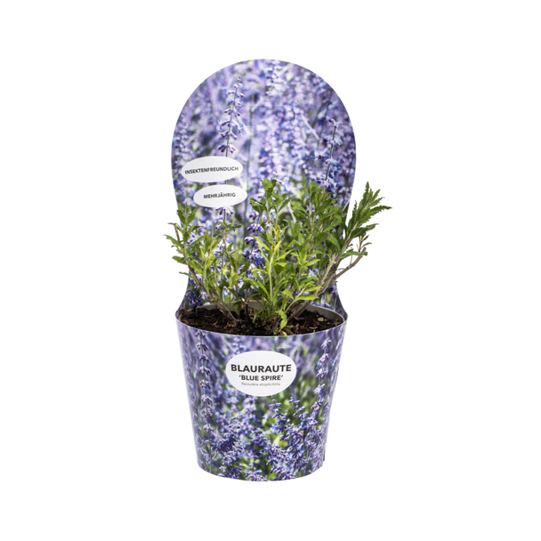 Russische Salie, Mediterrane Flair, Vaste plant, Lange Bloeitijd Lavendelblauwe Bloemen, Perovskia Atriplicifolia  Ø19cm - ↕30 - 40cm