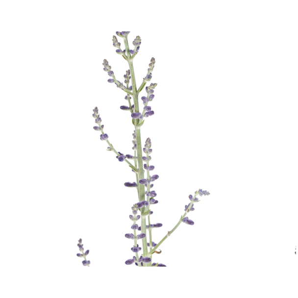 Perovskia Atriplicifolia Ø19cm - ↕50 - 60cm