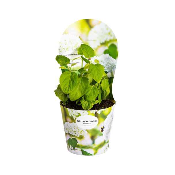 Boerenhortensia 'Annabelle' (Hydrangea arborescens) – Pot Ø19 cm – 30-40 cm hoogte