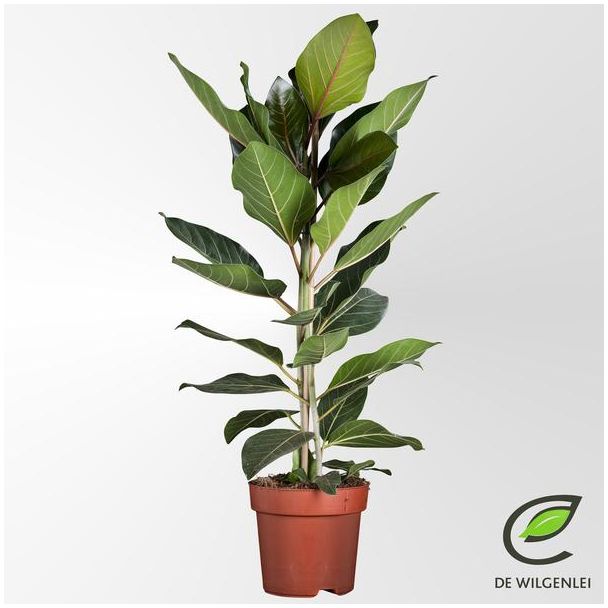 Luchtzuiverende Vijg Benghalensis Joy - ca. 90 cm hoge Ficus Ø21cm