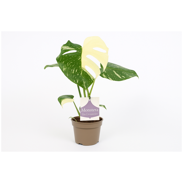 Monstera Thai Constellation 12cm - Ø12cm - ↕30cm
