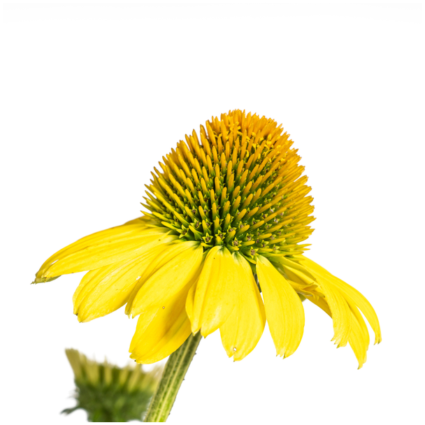 Echinacea Purpurea Yellow Ø19cm - ↕60 - 70cm