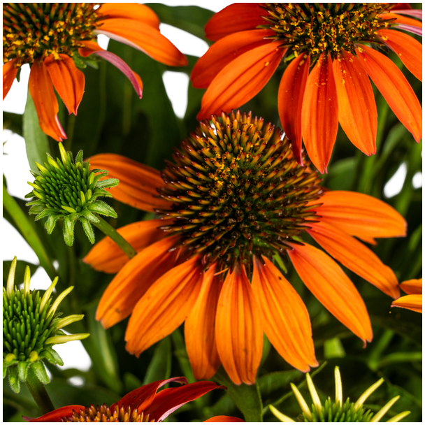 Echinacea Purpurea Orange Ø19cm - ↕60 - 70cm