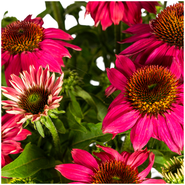 Echinacea Purpurea Purple Ø19cm - ↕60 - 70cm
