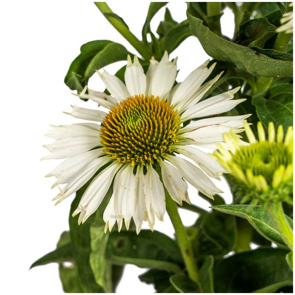 Echinacea Purpurea White Ø19cm - ↕60 - 70cm